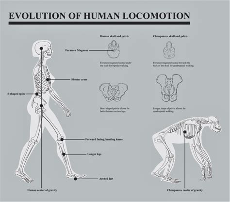 History of the Study of Human Locomotion and Elements of .